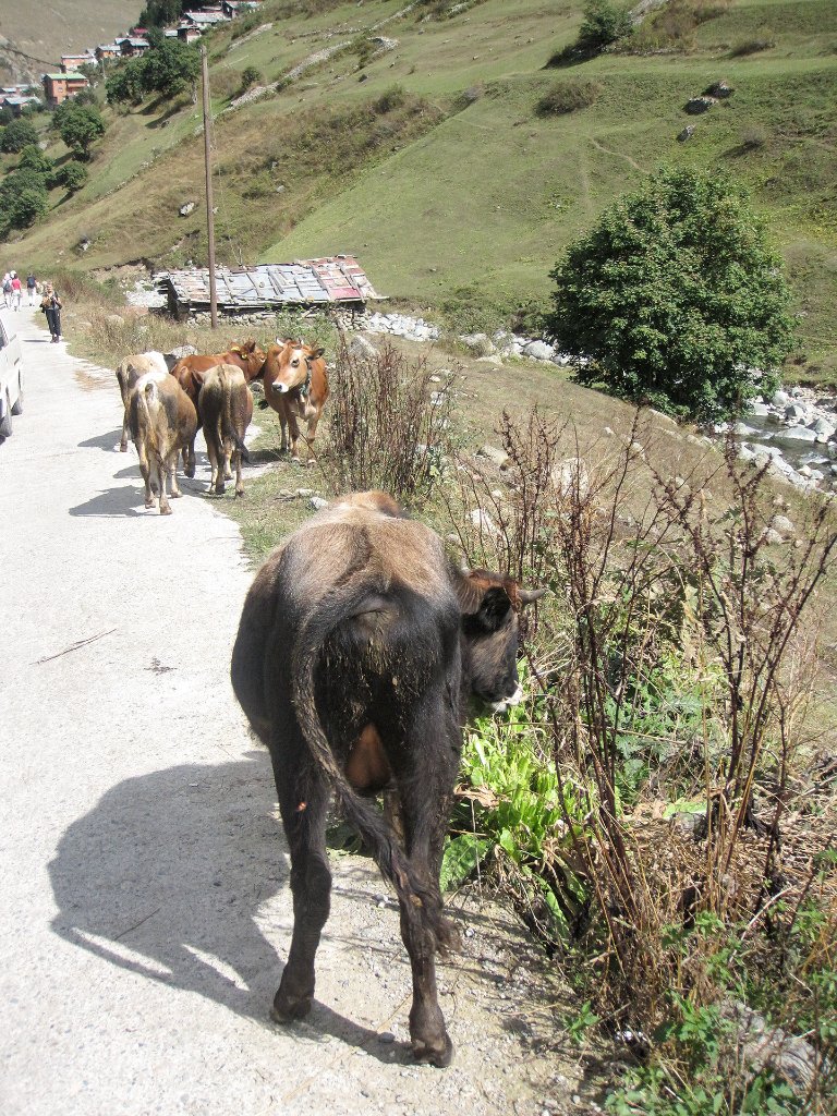 09-In the mountains around Uzungöl.jpg -                                